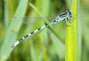 Vogel - Azurjungfer, Coenagrion ornatum, erwachsenes Männchen (3).