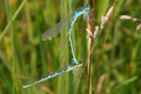Gabel - Azurjungfer, Coenagrion scitulum, Tandemformation.
