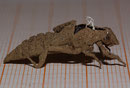 Gemeine Keiljunger, Gomphus vulgatissimus, Exuvie (2).