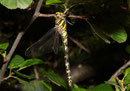 Zweigestreifte Quelljungfer, Ssp. Cordulegaster boltonii immaculifrons, Weibchen nach dem Jungfernflug.