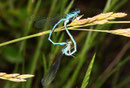 Helm - Azurjungfer, Coenagrion mercuriale, Kopula mit einem Weibchen in blauer Variante.
