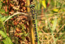 Zweigestreifte Quelljungfer, Cordulegaster boltonii, erwachsenes Männchen (2).