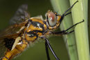 Portrait eines Weibchens von Epitheca bimaculata (2).