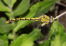 Westliche Zangenlibelle, Onychogomphus forcipatus unguiculatus, erwachsenes Weibchen (2).