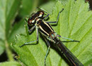 Speer - Azurjungfer, Coenagrion hastulatum, Weibchen, Detailaufnahme von Kopf und Pronotum.