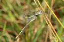 Ein Männchen der Kleinen Binsenjungfer, Lestes virens, befüllt seine Samentasche. Das Weibchen bleibt dabei angekoppelt.