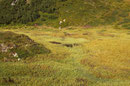 Lebensraum der Alpen-Mosaikjungfer, Aeshna caerulea, (2)