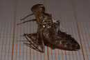 Östliche Moosjungfer, Leucorrhinia albifrons, Exuvie (1).