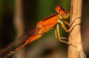 Kleine Pechlibelle, Ischnura pumilio, junges Weibchen der "forma aurantiaca" (2).
