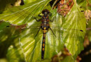 Nordische Moosjungfer, Leucorrhinia rubicunda, juveniles Weibchen, dorsale Ansicht.