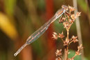 Gemeine Winterlibelle, Sympecma fusca, junges Männchen (2).