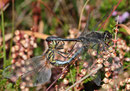Ein Paarungsrad der Schwarzen Heidelibelle, Sympetrum danae (2).