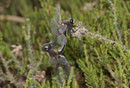 Nordische Moosjungfer, Leucorrhinia rubicunda, Paarungsrad (2).