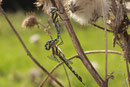 Herbst-Mosaikjungfer, Aeshna mixta, Tandemformation (1).