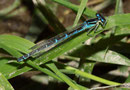 Gabel - Azurjungfer, Coenagrion scitulum, erwachsenes Weibchen.