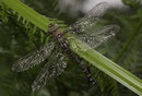 Herbst-Mosaikjungfer, Aeshna mixta, frisch geschlüpftes Weibchen im Regen.