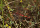 Frühe Heidelibelle, Sympetrum fonscolombii, erwachsenes Männchen, Seitenansicht.