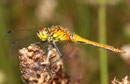 Blutrote Heidelibelle, Sympetrum sanguineum, junges Männchen.