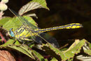 Gelbe Keiljungfer, Gomphus simillimus, erwachsenes Männchen (2).
