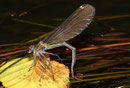 Blauflügel-Prachtlibelle, Calopteryx virgo, Weibchen bei der Eiablage.