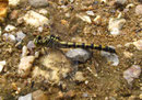 Kleine Zangenlibelle, Onychogomphus forcipatus, erwachsenes Weibchen (2).