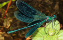 Gebänderte Prachtlibelle, Calopteryx splendens, erwachsenes, balzendes Männchen.