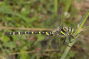 Zweigestreifte Quelljungfer, Cordulegaster boltonii, erwachsenes Männchen (1).