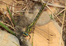 Gelbe Keiljungfer, Gomphus simillimus, erwachsenes Weibchen (2).
