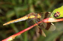 Gebänderte Heidelibelle, Sympetrum pedemontanum, junges Weibchen (2).