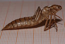 Exuvie von Aeshna caerulea (2).
