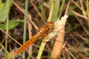 Feuerlibelle, Crocothemis erythraea, männliches Jungtier.