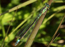 Hauben - Azurjungfer, Coenagrion armatum, erwachsenes Weibchen (1).