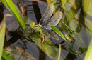 Aeshna viridis bei der Eiablage an der Krebsschere (1).