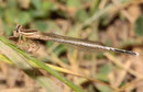 Weiße Federlibelle, Platycnemis latipes, junges Männchen.
