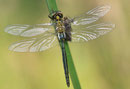Glänzende Smaragdlibelle, Somatochlora metallica, Männchen nach dem Schlüpfen (3).