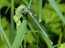 Blaue Federlibelle, Platycnemis pennipes, erwachsenes Männchen.