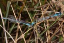 Südliche Azurjungfer, Coenagrion caerulescens, Tandemformation (2).