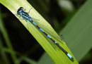 Fledermaus - Azurjungfer, Coenagrion pulchellum, erwachsenes Männchen (3).