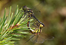 Ein Paarungsrad der Schwarzen Heidelibelle, Sympetrum danae (1).