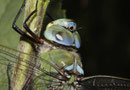 Große Königslibelle, Anax imperator, erwachsenes Männchen, Kopfstudie.