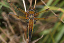Vierfleck, Libellula quadrimaculata, Weibchen.