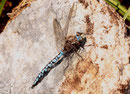 Männchen der Alpen-Mosaikjungfer, Aeshna caerulea, (4)