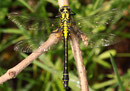 Junges Männchen der Gemeinen Keiljungfer, Gomphus vulgatissimus.