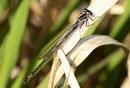 Fledermaus - Azurjungfer, Coenagrion pulchellum, junges Männchen (1).