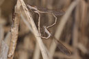 Gemeine Winterlibelle, Sympecma fusca, Kopula (2).