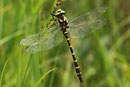 Gestreifte Quelljungfer, Cordulegaster bidentata, erwachsenes Männchen (3).