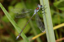 Gemeine Binsenjungfer, Lestes sponsa, reifes Männchen.