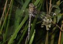Herbst-Mosaikjungfer, Aeshna mixta, frisch geschlüpftes Männchen.