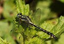 Ein adultes Männchen der Gemeinen Keiljungfer, Gomphus vulgatissimus.