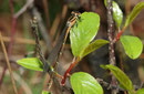 Ein weibliches Jungtier der Speer - Azurjungfer, Coenagrion hastulatum.